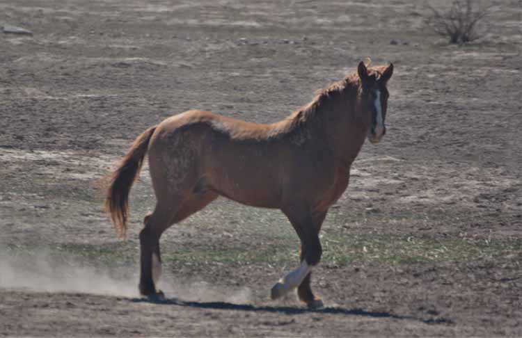 mustangs